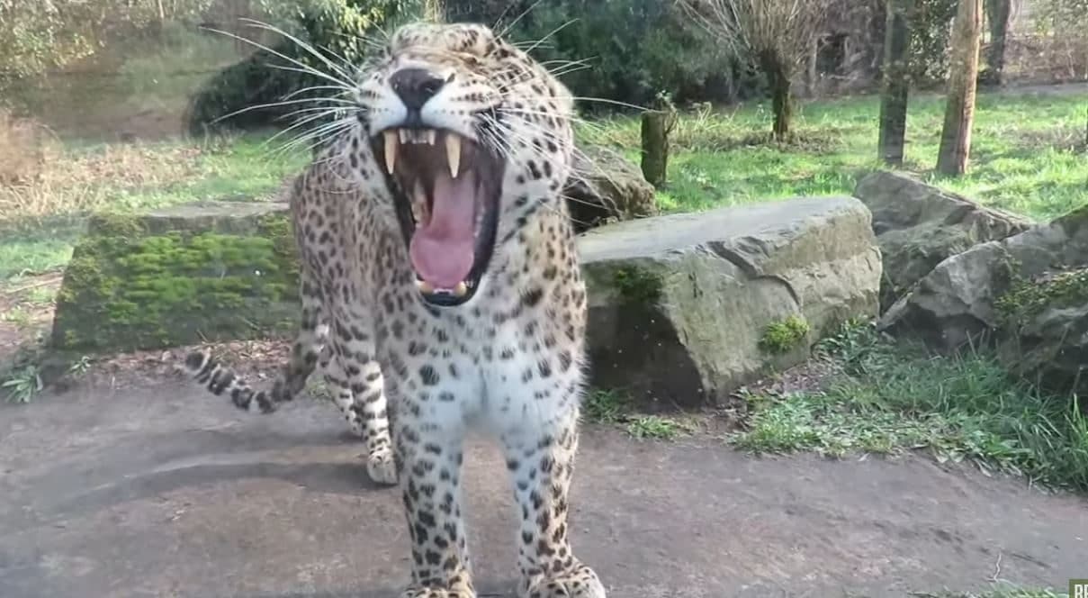 Leopardo attacca guardiana dello zoo, l'allarme dopo le urla attraverso un walkie-talkie: operata alla testa, è gravissima