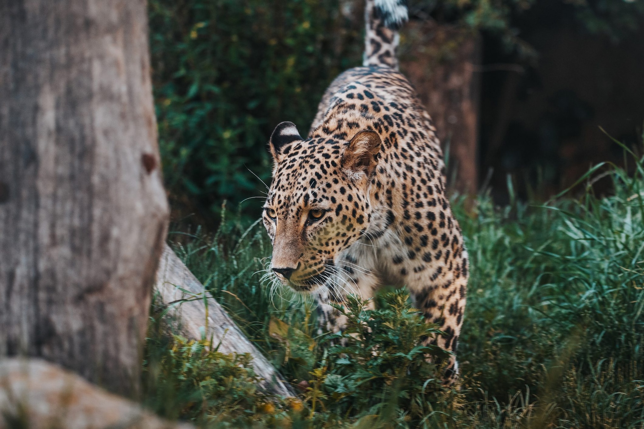 Olanda, custode di uno zoo aggredita e uccisa da un leopardo: lavorava con gli animali da quasi 40 anni