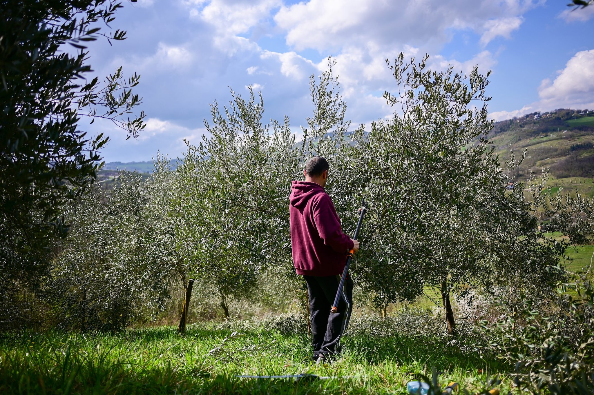 Giuseppe Petramala muore a 35 anni mentre raccoglie le olive in Puglia: indagato un uomo per omicidio e caporalato
