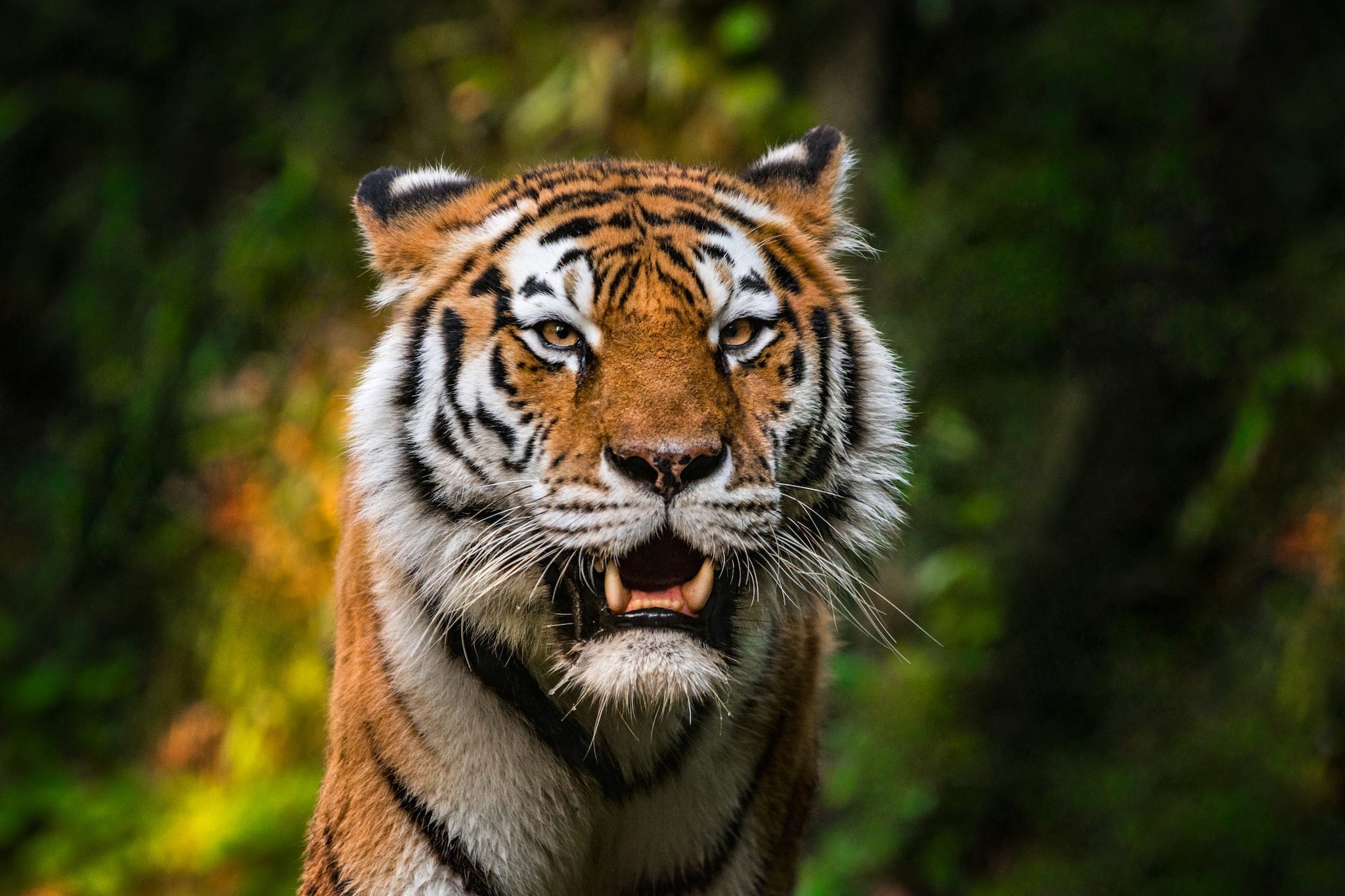 Uomo ucciso da una tigre in uno zoo in Inghilterra