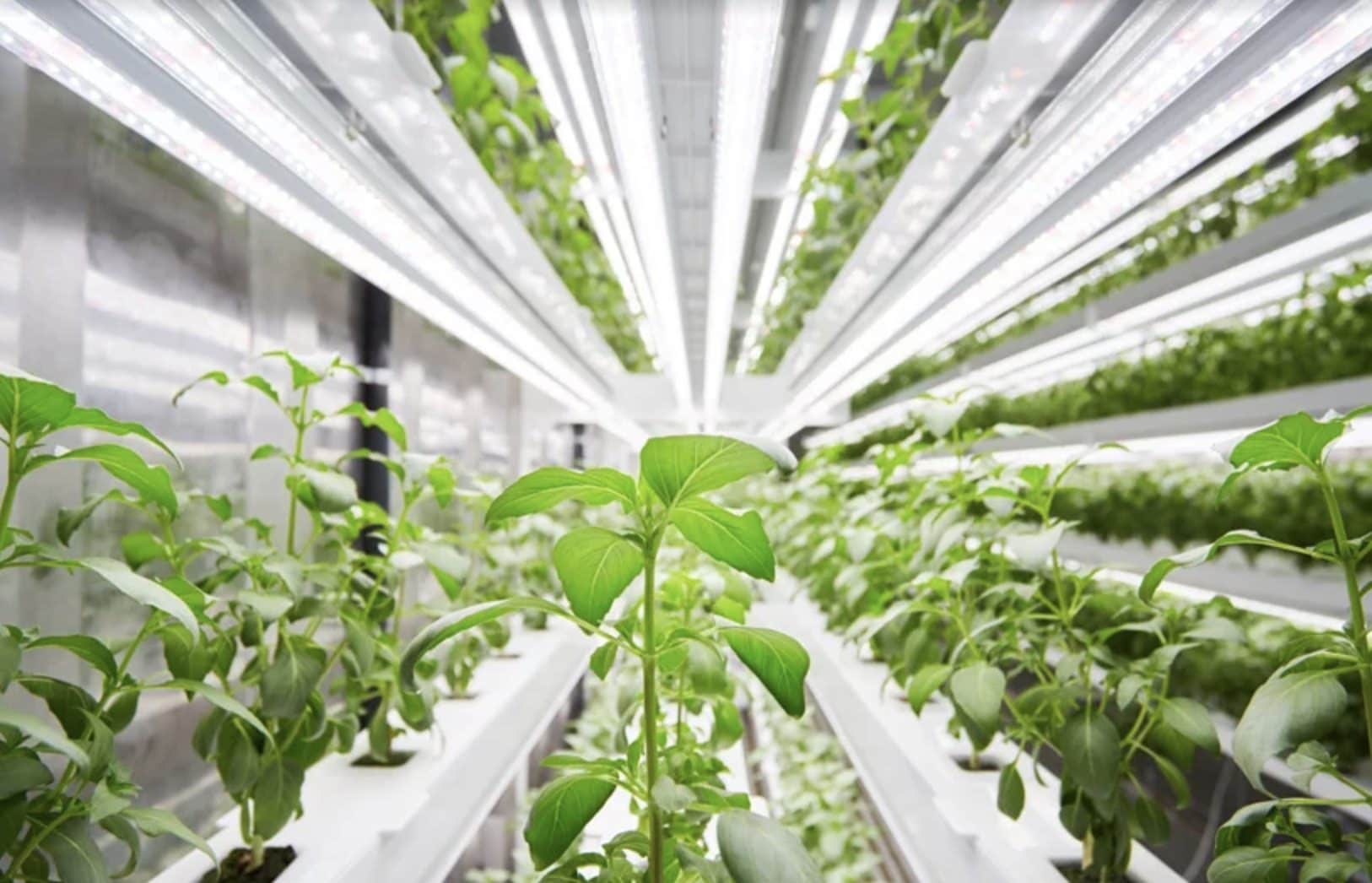 Planty Cube, il sistema di agricoltura verticale che imita i LEGO