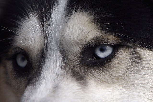 In Indonesia si celebra il primo matrimonio tra cani innamorati (FOTO)