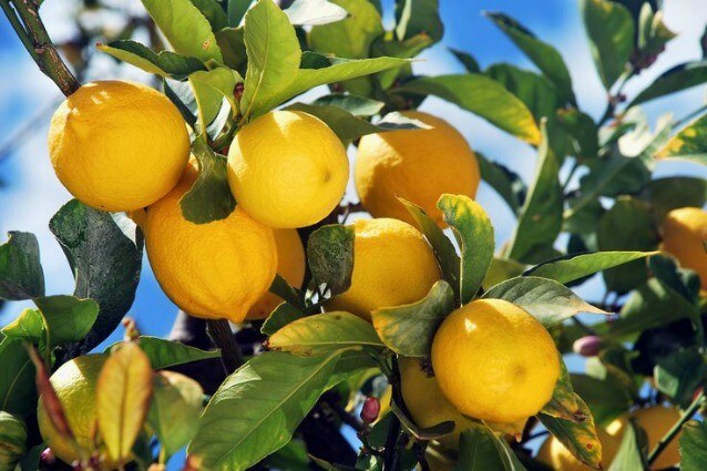 Stanchi dei soliti deodoranti? Utilizzate il limone