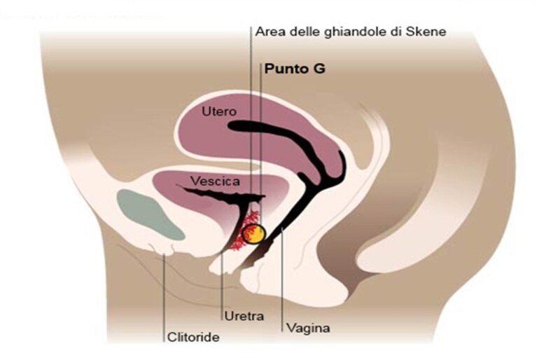 dove si trova il punto G