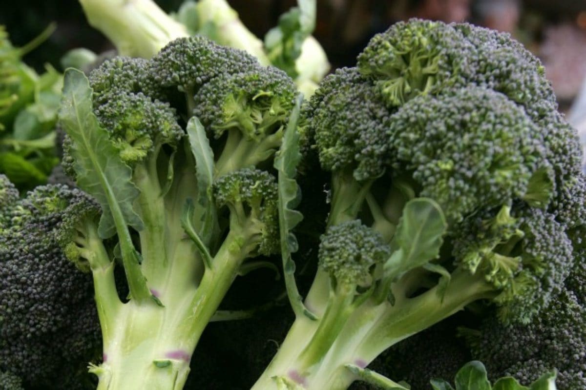 Broccoli: proprietà, benefici, valori nutrizionali e controindicazioni