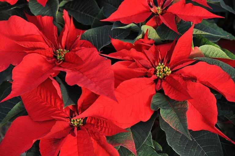 Come Salvare La Stella Di Natale Dopo Le Feste
