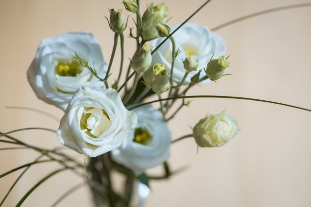 Come coltivare e curare il lisianthus