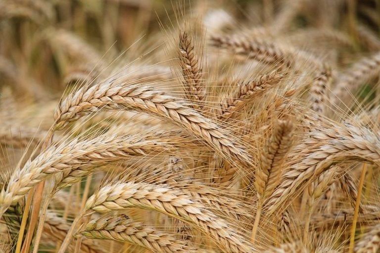 Malto d'orzo: cos'è e come utilizzare il dolcificante ...