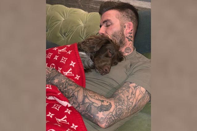 Anche il cane di David Beckham ama il lusso: la sua coperta è griffata e costa quasi mille euro