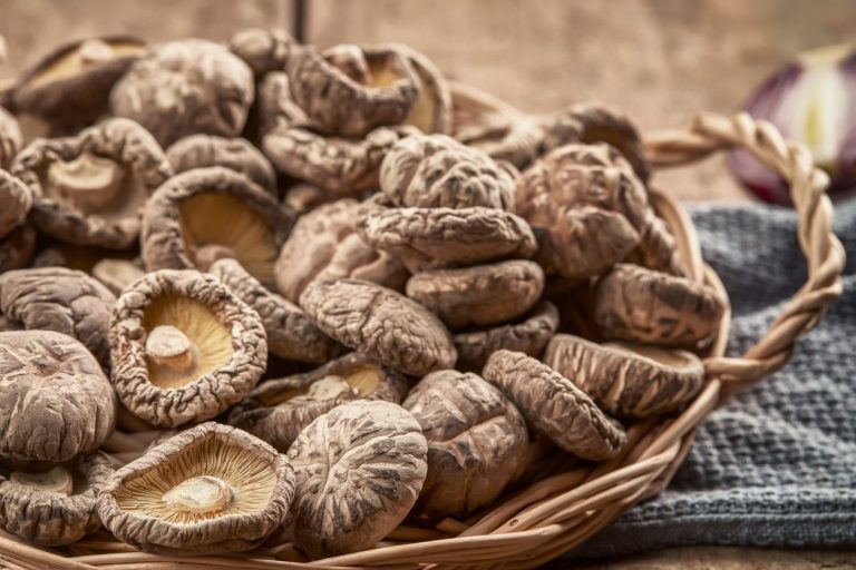 Fungo shiitake proprietà, come utilizzarlo e controindicazioni