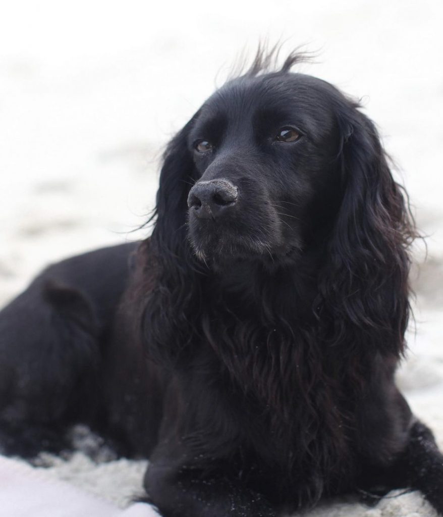 Il cocker spaniel Lupo, morto a novembre 2020