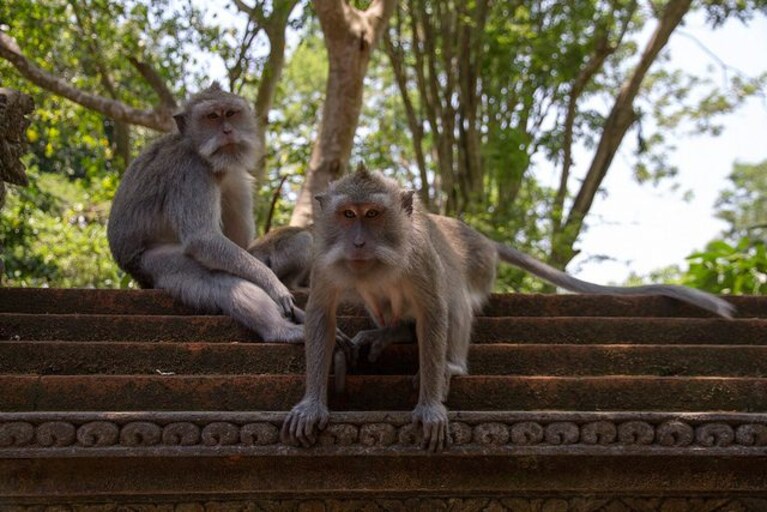 Monkey Forest