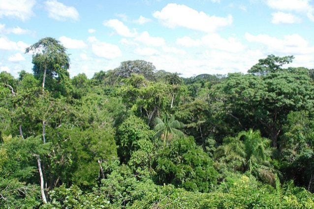Foresta Amazzonica Flora E Fauna Wikipedia