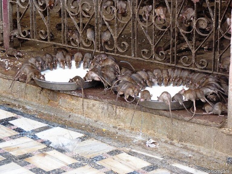 Topi del tempio di Karni Mata