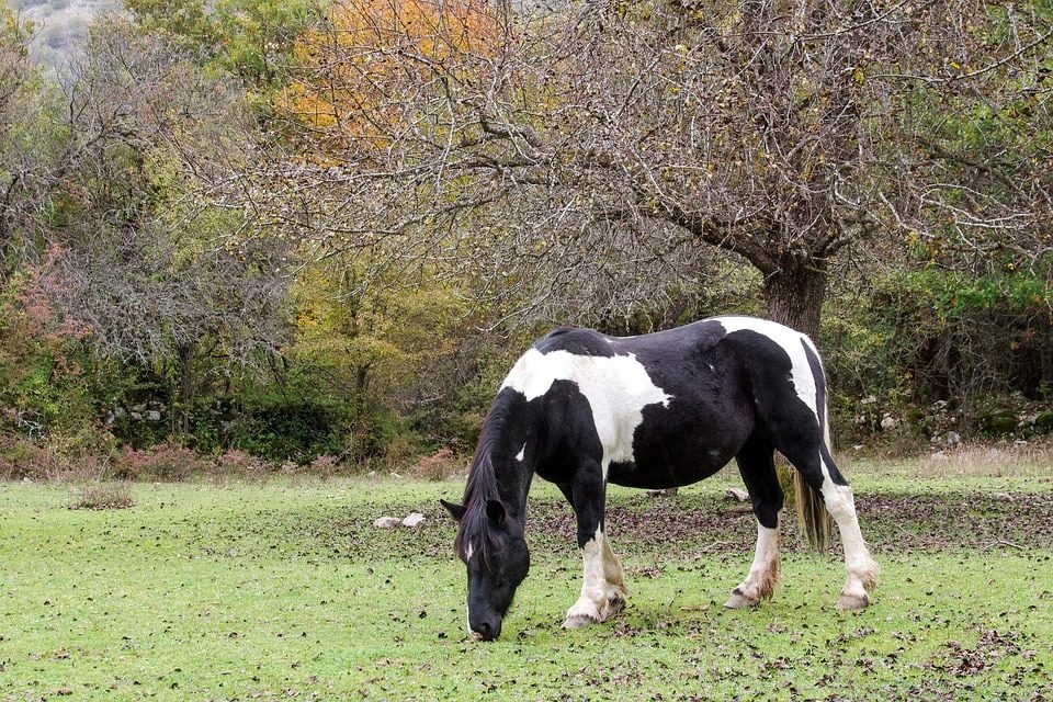 Parco Nazionale d’Abruzzo, Lazio e Molise,