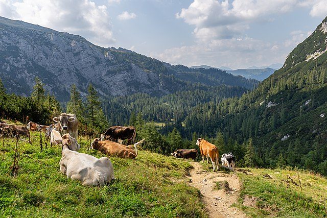 Mucche al pascolo nello splendido scenario del Parco – Foto Wikimedia Commons