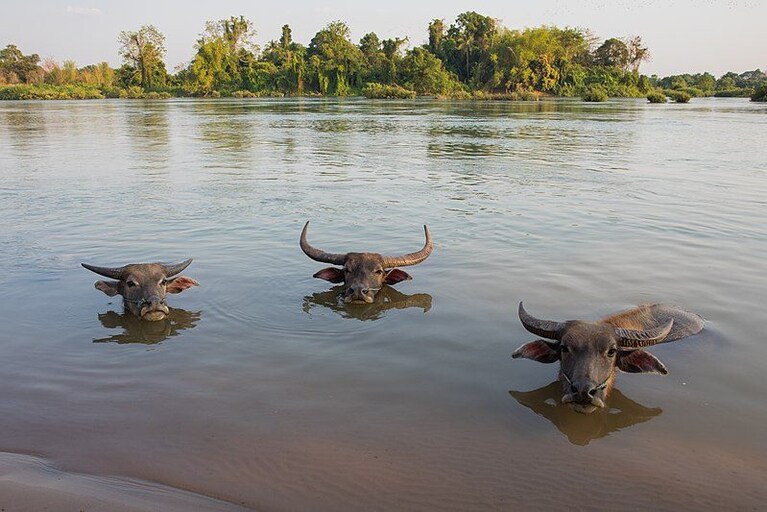 Bufali nel fiume di Mekong