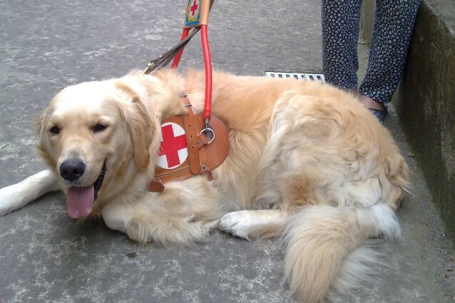 acquisto cane 730