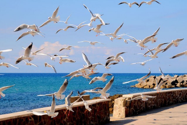 Mare castellabate