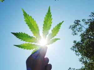 Hemp Act Store, la rivoluzione della Cannabis Light
