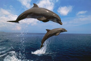 Maxi Poster Delfini Tropicali 91,5x61 Cm | Mamma E Cucciolo Sulla Barriera Corallina | Quadro Naturale Colorato