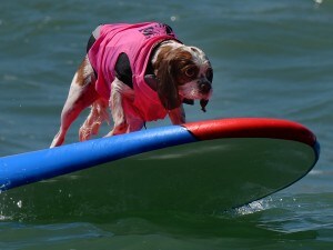 A Ostia Arriva Bau Beach Ma I Cani Non Potranno Farsi Il Bagno
