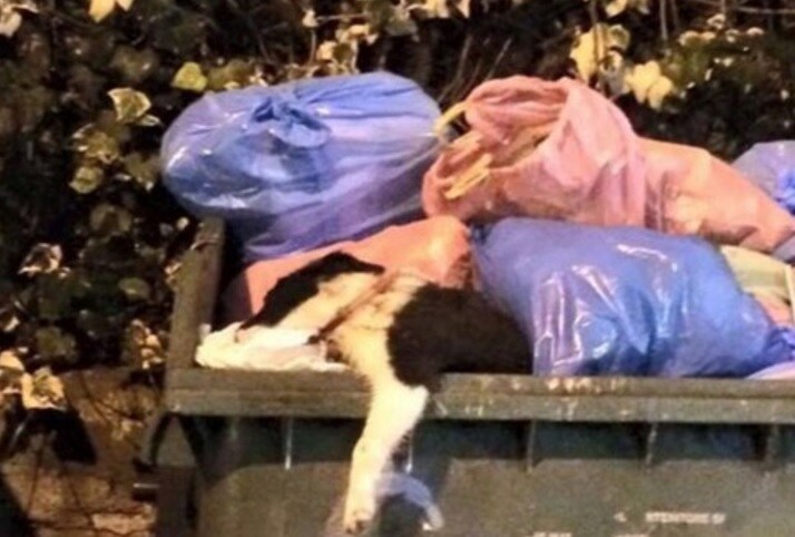 (foto dal Messaggero)
