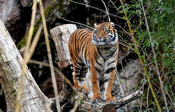 (Foto di M.Di Giovanni – Archivio Bioparco)