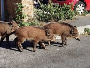 Una famiglia di chinghiali a spasso per Trionfale