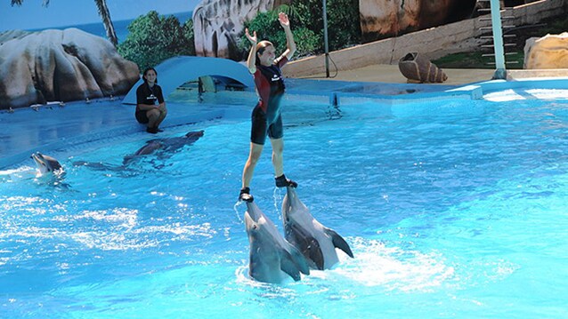 Spettacolo dei delfini di Zoomarine
