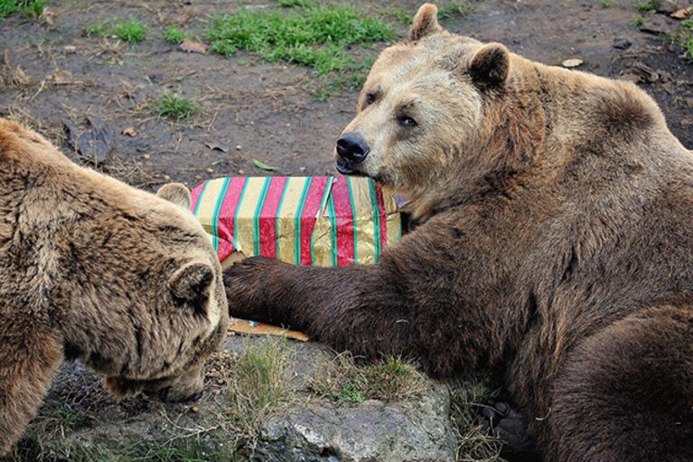 Orsi intenti a scartare un regalo di Natale al Bioparco.
