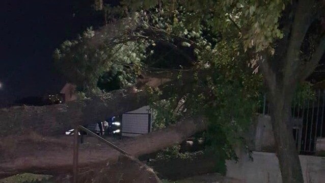 albero-caduto-prima-porta