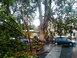 Albero caduto (Foto d’archivio via Twitter @maus)