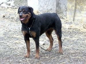 Un rottweiler – Foto di repertorio