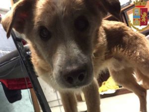 Il cane salvato dalla Polizia in piazza Michele Da Carbonara