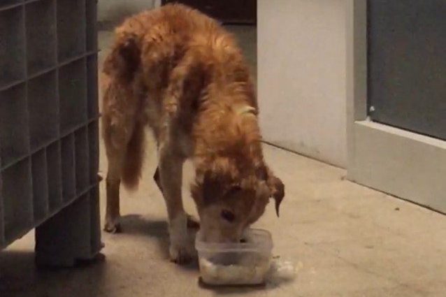 Il cane salvato dai poliziotti (Foto della Polizia di Stato)