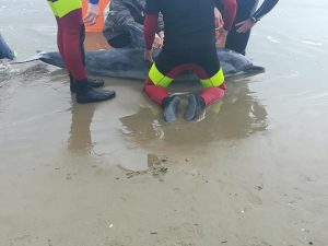 Il delfino spiaggiato ad Anzio (Foto Facebook/Creature del Mare)