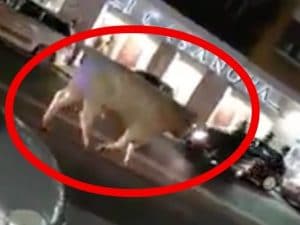Il toro avvistato in strada