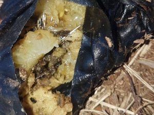 Le polpette ritrovate nel parco