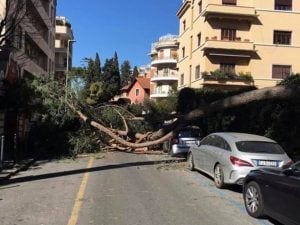 Uno degli alberi caduti a Roma per il vento forte – Foto Facebook Riprendiamoci Roma