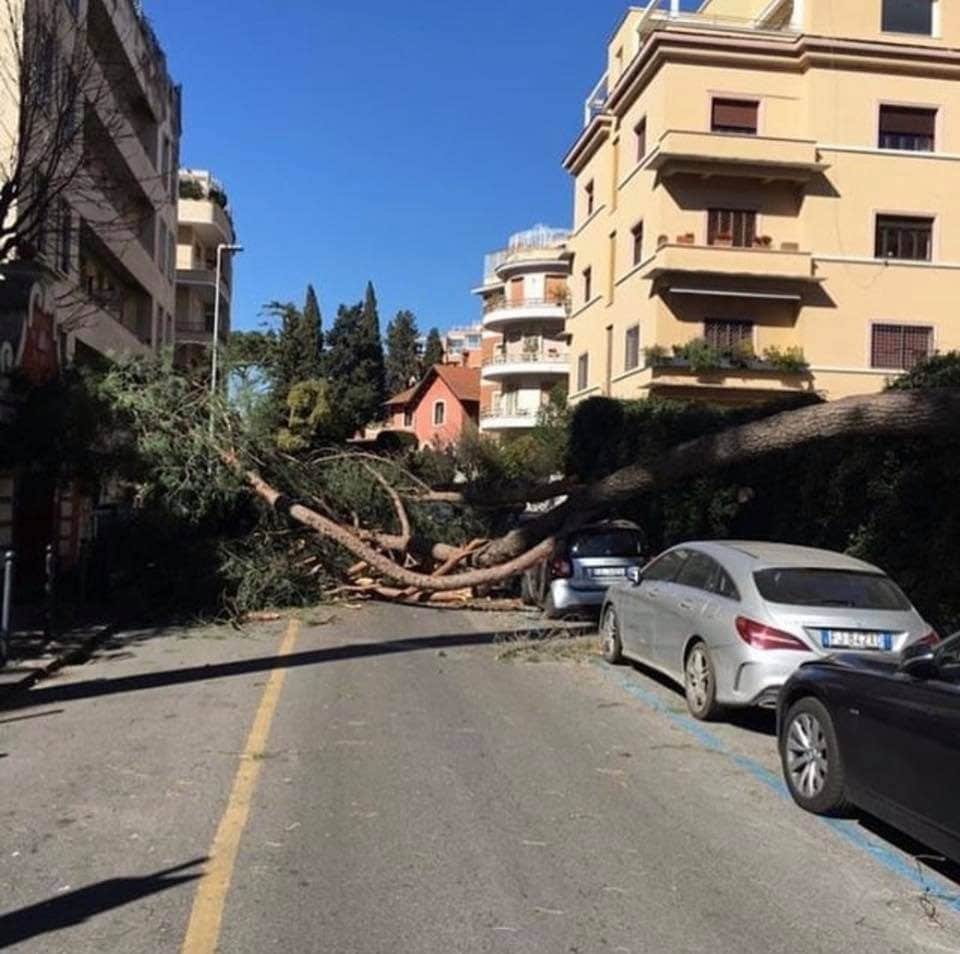Uno degli alberi caduti a Roma per il vento forte – Foto Facebook Riprendiamoci Roma