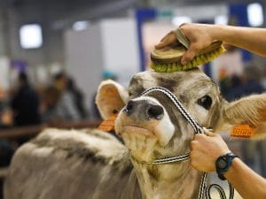 foto di repertorio