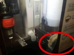 Un topo dentro a un distributore di bevande all’interno della stazione Termini di Roma