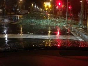 Albero caduto in via Foce Micina – Fiumicino