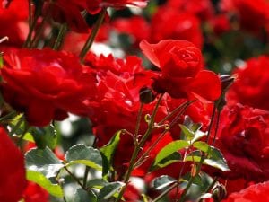Riapre il roseto di Roma. Orari e prezzi 2019