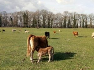 Mucche al pascolo nel Bosco Macchia Grande di Manziana (Roma)