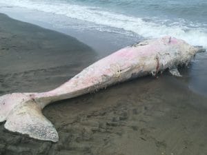Capodoglio morto e in avanzato stato di decomposizione trovato a Ostia