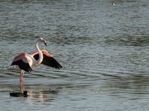 Il fenicottero rosa all’oasi Lipu di Ostia (Foto di Stefano Latini)