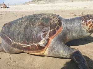 Tartaruga trovata morta sulla spiaggia di Fiumicino