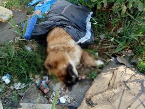 Immagine dalla pagina Facebook "Associazione Amici del Cane di Latina".